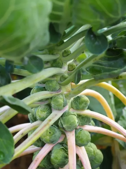 when to harvest brussel sprouts