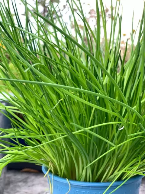 when to harvest chives