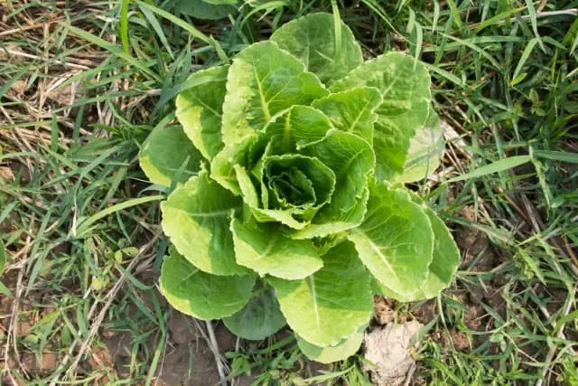 when to harvest romaine lettuce