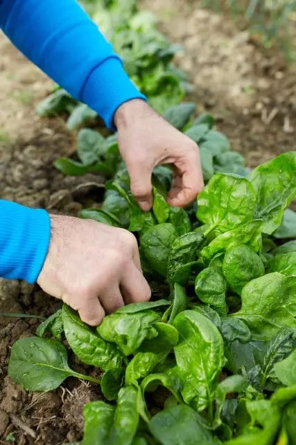 when to harvest spinach