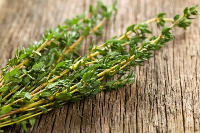 when to harvest thyme