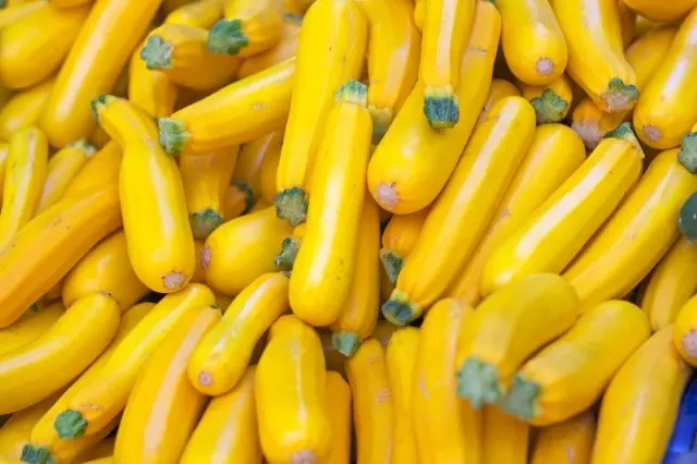 when to harvest yellow summer squash