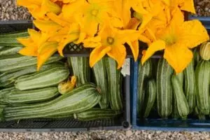 when to harvest zucchini when is zucchini ready to pick