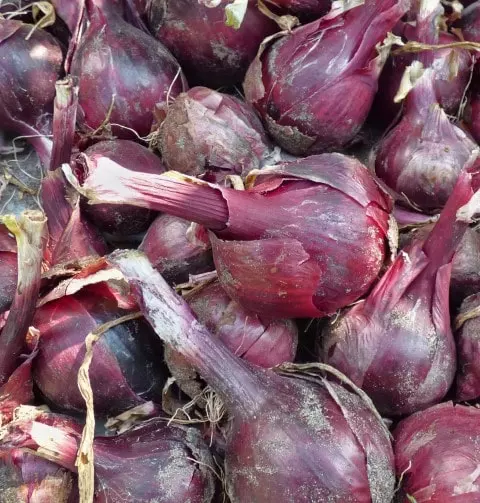 when to pick red onion pick and storage