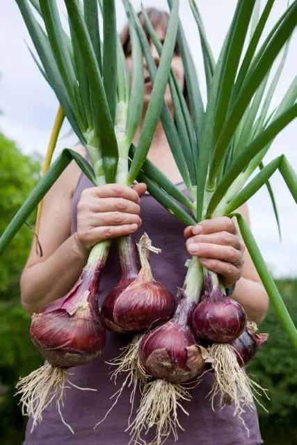 when to pick red onion