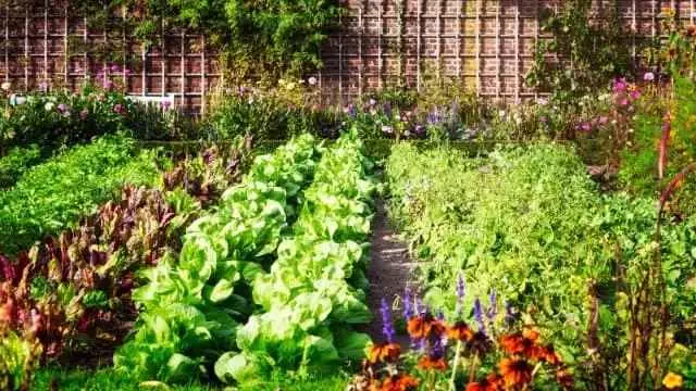 august vegetable garden task list