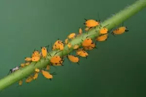 are aphids harmful to humans ultimate guide