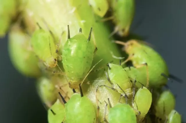 are aphids harmful to humans