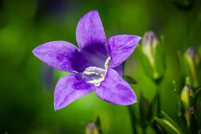 bluebell star shaped flowers