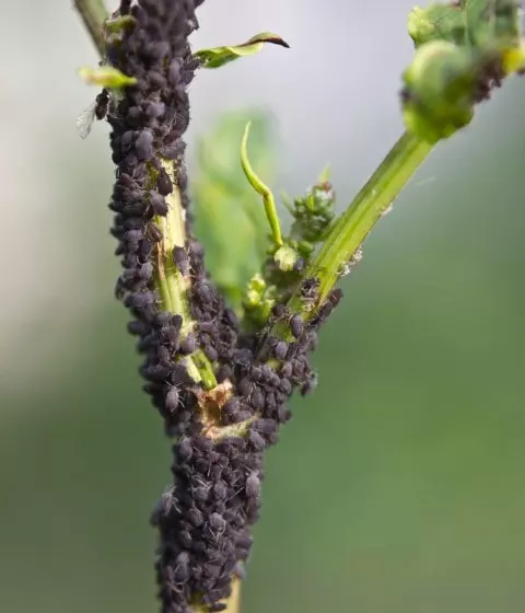 can aphids live in human hair