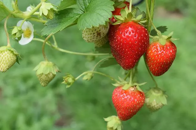 how to care quinault strawberry