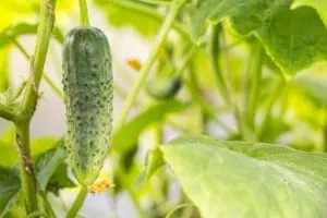 how to get rid of ants in cucumber plants