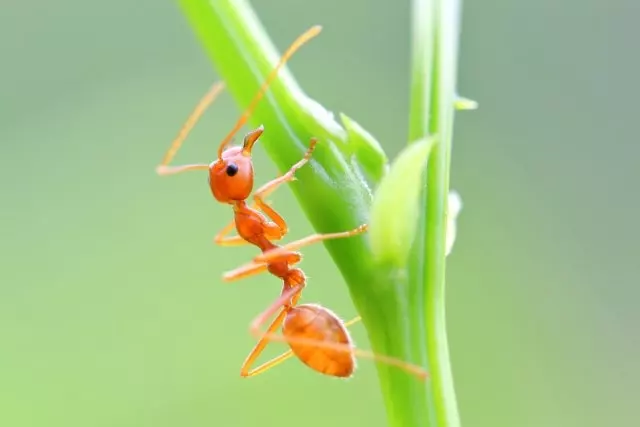 how to get rid of ants in potted plants naturally