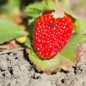 how to get rid of ants on strawberry plants