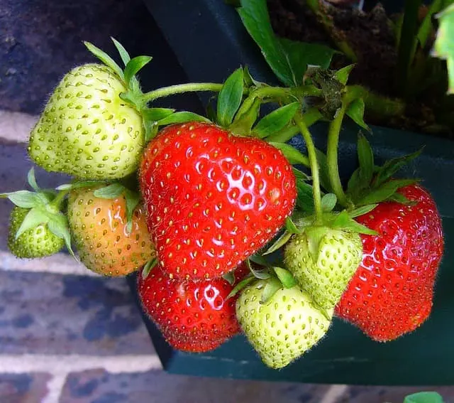 how to grow quinault strawberries