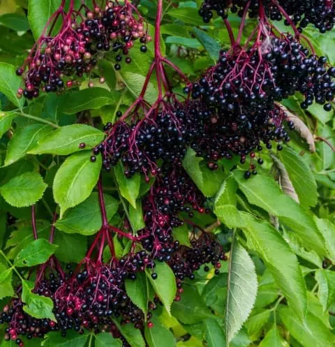 how to harvest elderberries