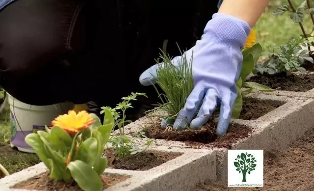 how to plant in cinder blocks