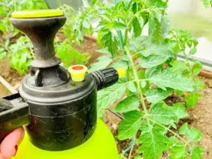 how to use neem oil on tomato plants guide