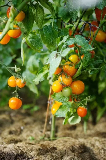how to use neem oil on tomato plants