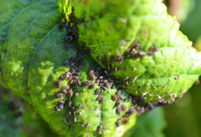 identify aphids on plants