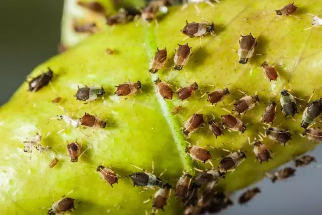 indentify aphids