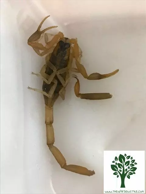 natural scorpion repllent diatomaceous earth