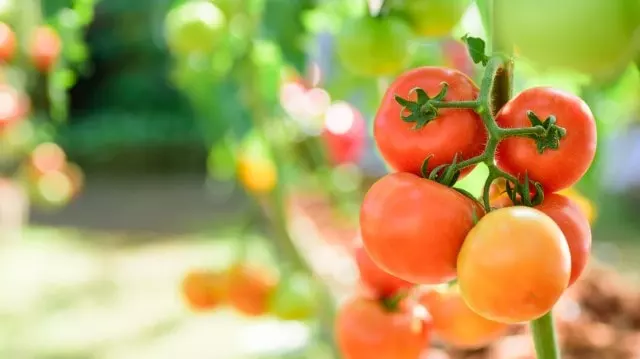 neem oil tomato plant