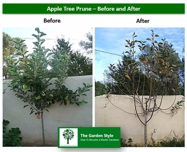VIDEO On How to Prune Apple Trees
