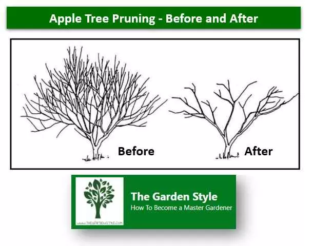 prune an apple tree with pictures before after