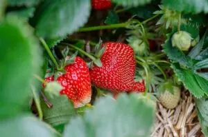 quinault strawberry grow and care