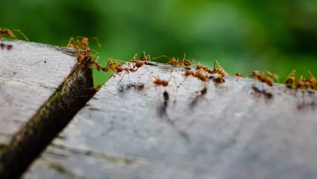 repelling ants naturally