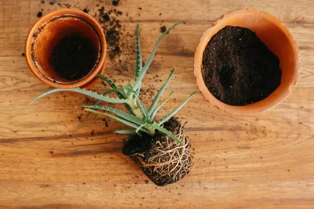 replace the soil to eliminate ants in potted plants