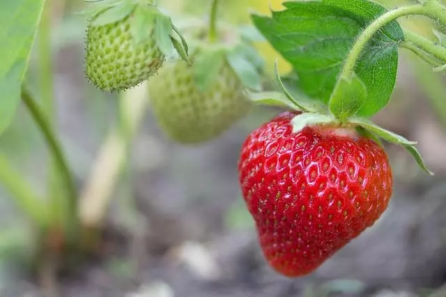 what are quinault strawberries