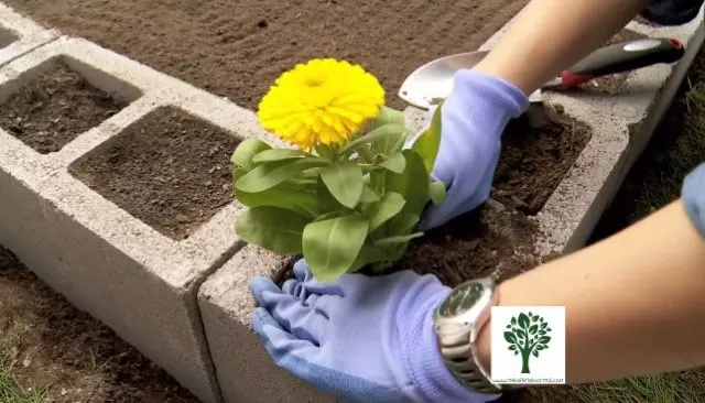 what plants grow well in cinder blocks
