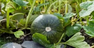 when to harvest buttercup squash guide