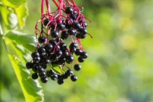 when to harvest elderberries guide