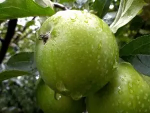 when to harvest granny smith apples guide