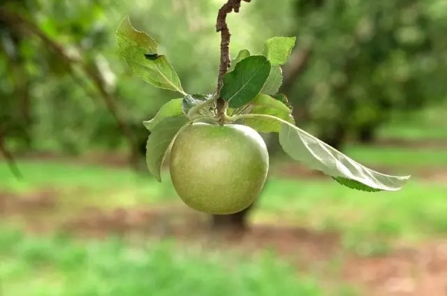 when to harvest granny smith apples