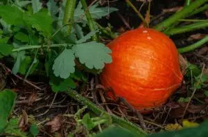 when to harvest red kuri squash guide