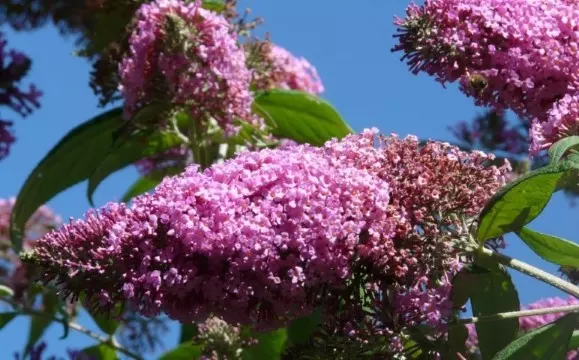 How to Prune a Butterfly Bush in the First Year