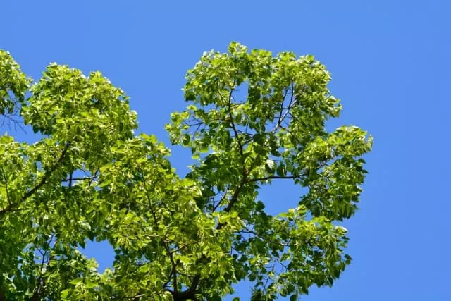 trees with heart shaped leaves caucasian lime 