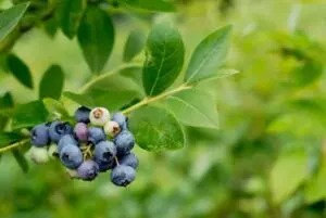 do blueberries have seeds guide