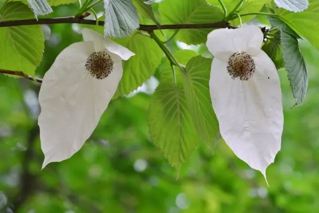 handkerchief tree with heart shaped leaves