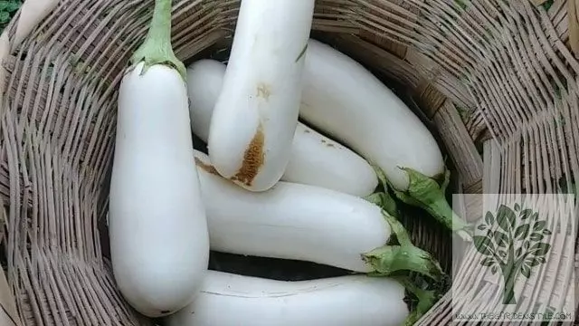how and when to harvest casper eggplant