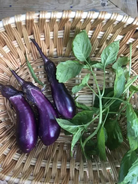 how and when to harvest japanese eggplant