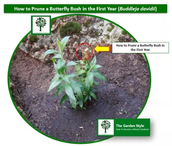 When Should I Prune a Butterfly Bush and How to do it