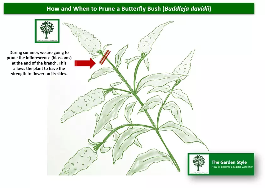 when should i prune a butterfly bush how to prune