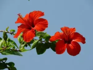 how and when to prune hibiscus in florida guide