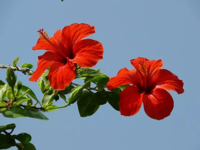 how and when to prune hibiscus in florida guide