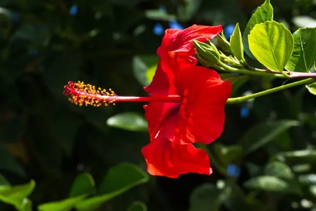 how and when to prune hibiscus in florida